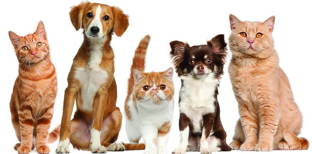 Доска объявлений о животных | ЗооТом - продажа, вязка и услуги для животных в Зеленокумске