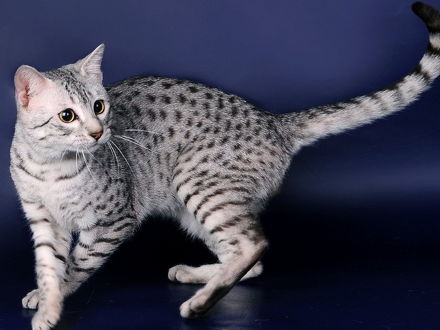 Породы кошек в Зеленокумске | ЗооТом портал о животных
