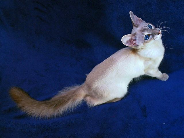 Выведенные породы кошек в Зеленокумске | ЗооТом портал о животных