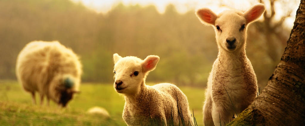 Объявления о сельскохозяйственных животных | ЗооТом - продажа, вязка и услуги для животных в Зеленокумске