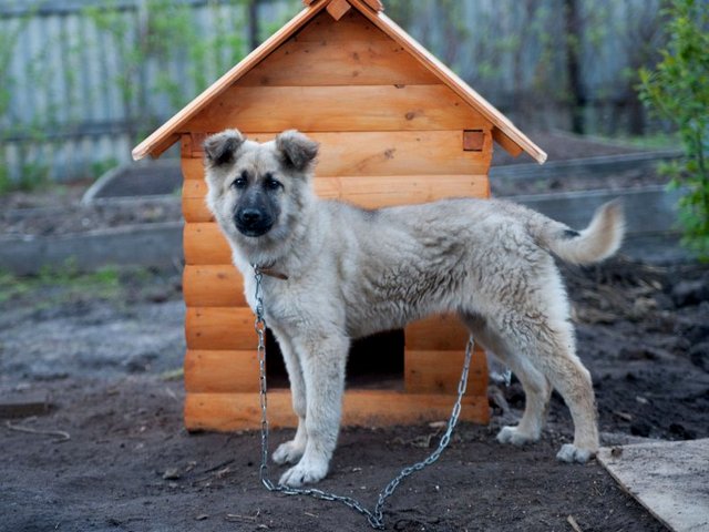 Все о собаках в Зеленокумске